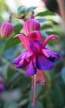 aladna_s_orion