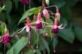 aladna_s_fuchsia