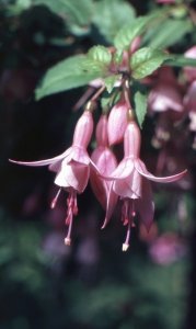 beacon_rosa