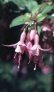 beacon_rosa