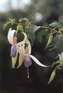 blue_sleigh_bells