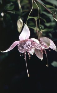 blush_of_dawn