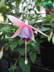 border_queen
