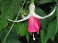 bow_bells