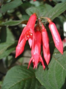 dana_winner