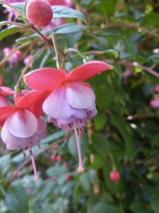 denise_van_der_putten