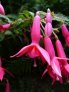 die_schone_wilhelmine