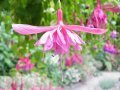 dusky_rose