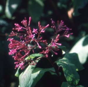 f._arborescens_var._zempoalt