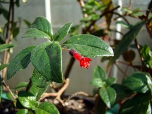 f._cylindracea