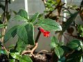 f._cylindracea