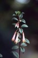 f._denticulata