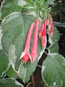 f._fulgens_var._variegata