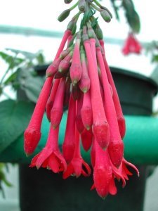 f._macropetala_3