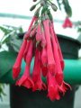 f._macropetala_3