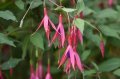 f._magellanica_var._gracilis