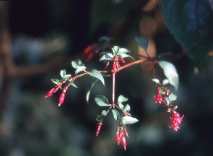 f._microphylla_ssp._microphylla