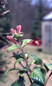 f._nigricans