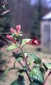 f._nigricans