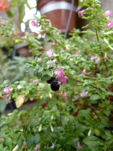f._obconica