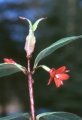 f._verrucosa