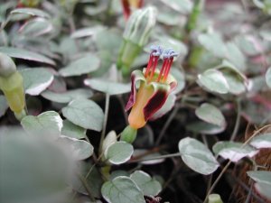 f.procumbens_jack_lamb