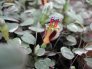 f.procumbens_jack_lamb