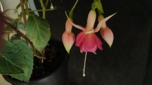 herps_vuurglans