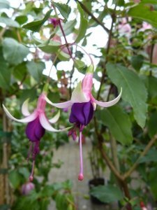 huet_s_hessoniet