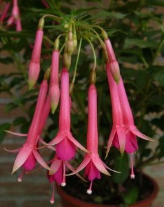 jaspers_pink_pipes