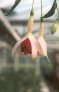 joan_barnes