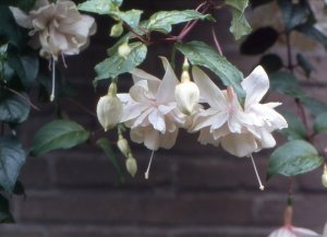 pink_marshmallow