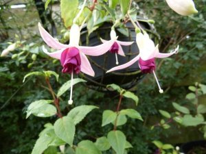 primeur_van_ronse