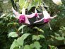 primeur_van_ronse