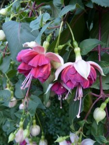 lovely_liesbeth