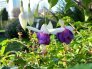 marianne_timmer