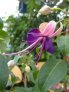 maxima_s_girl