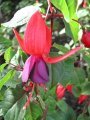 mission_bells