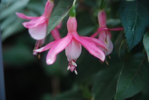 ornamental_pearl