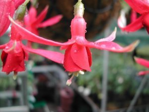 red_bells