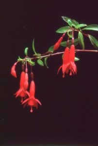red_rain