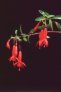 red_rain