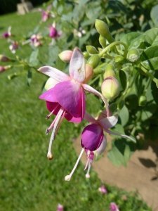 rose_of_castile