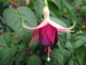 rose_of_castille_improved