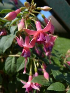 rose_van_den_berg1