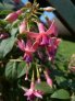 rose_van_den_berg1
