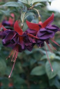 royal_velvet