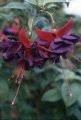 royal_velvet