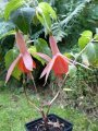 salmon_butterfly