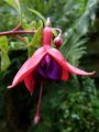 schweizer_landfrauen
